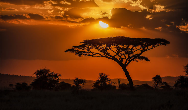 Mehr über den Artikel erfahren Discover the Wonders of Africa A Must-Visit Destination for Your Next Travel Adventure